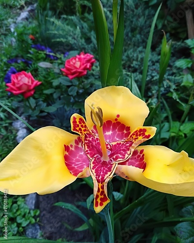 Bright flower in the garden, tigridia, flower of one day photo