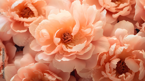Close Up Macro of Beautiful Peonies in Peach Fuzz Color of the Year 2024