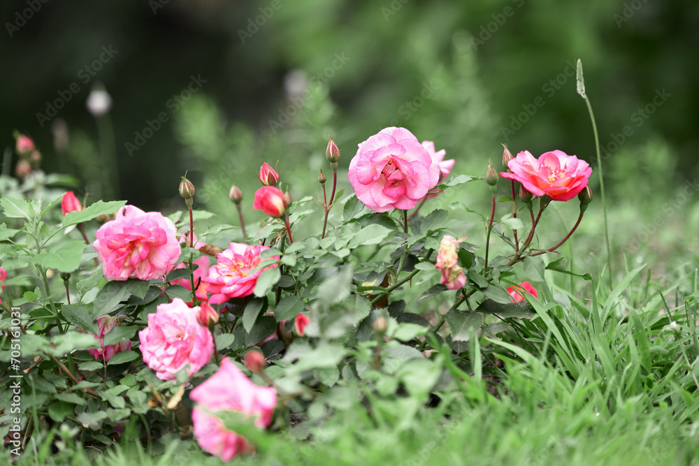 pink rose flower background. Red roses on a bush in the garden, close-up. delicate pink rose flower with green leaves. Red Rose Magic. beauty in the garden. concept of romance, gift pink rose flower background. Red roses on a bush in the garden, close-up. delicate pink rose flower with green leaves. Red Rose Magic. beauty in the garden. concept of romance, gift