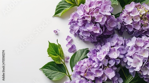Blooming hydrangeas on white background, copy space