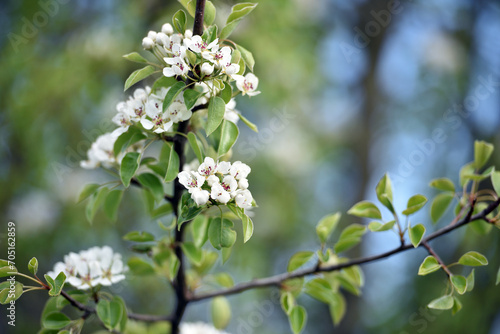 pear flowers. blooming tree in the garden. white delicate flowers and green and young leaves. Malinae, Springtide. Branches of flowering pears on a green background. close-up. pear in the forest photo