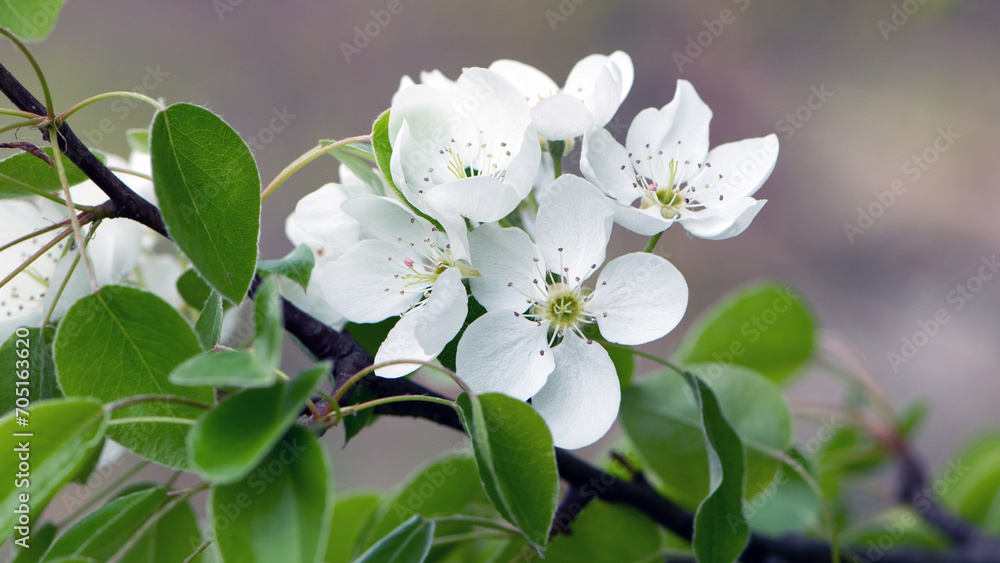 pear flowers. blooming tree in the garden. white delicate flowers and green and young leaves. Malinae. Branches of flowering pears, spring time. close-up. pear in the forest pear flowers. blooming tree in the garden. white delicate flowers and green and young leaves. Malinae. Branches of flowering pears, spring time. close-up. pear in the forest
