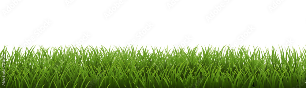 Green Grass Border Isoalated White Background Green Grass Border Isoalated White Background