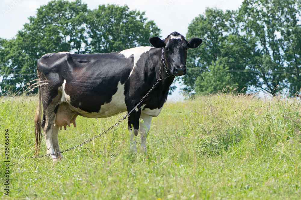 cow. Dairy cow in the pasture. black young cow, stands on green grass. spring day. milk farm. home animal. cattle. the cow is grazing in the meadow. close-up. black and white animal in green grass cow. Dairy cow in the pasture. black young cow, stands on green grass. spring day. milk farm. home animal. cattle. the cow is grazing in the meadow. close-up. black and white animal in green grass