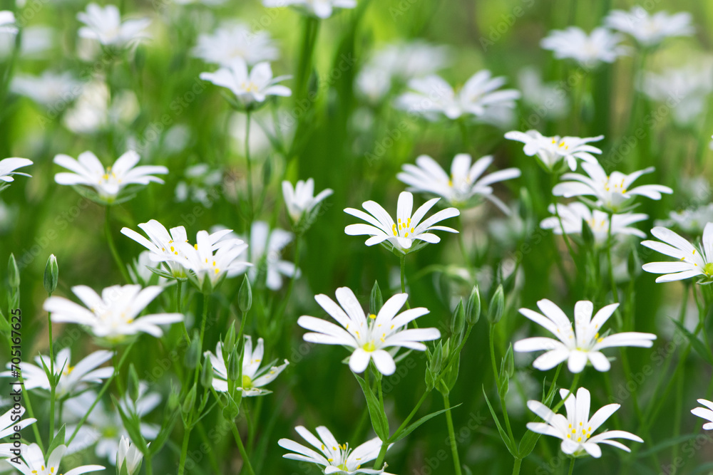 Stellaria holostea. delicate forest flowers of the chickweed, Stellaria holostea or Echte Sternmiere. floral background. white flowers on a natural green background. close-up. soft focus Stellaria holostea. delicate forest flowers of the chickweed, Stellaria holostea or Echte Sternmiere. floral background. white flowers on a natural green background. close-up. soft focus