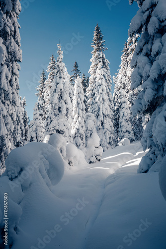 Fascinating winter landscape of nature with fir trees covered with snow.