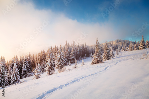Gorgeous view of snow-capped spruces on a frosty day glowing by sunlight. © Leonid Tit