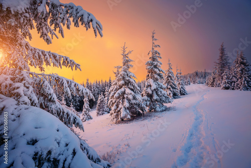 Spectacular winter sunset in the mountains with frosty fir trees.