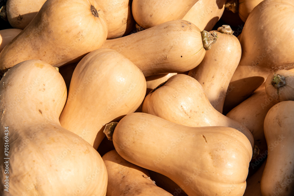 Butternut Squash For Sale at a Farmers Market Butternut Squash For Sale at a Farmers Market
