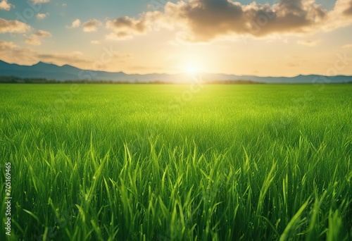 Simple green field stock illustrationGrass Landscape Scenery Backgrounds Agricultural Field