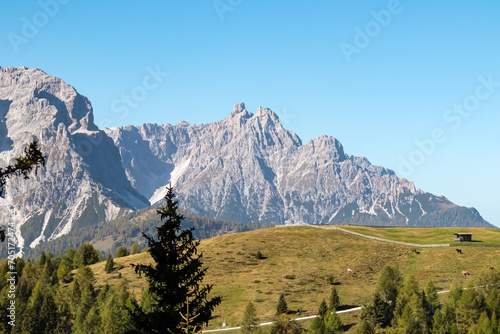 Herd of wild horses grazing on alpine meadow with scenic view of Haunold in Sexten Dolomites, South Tyrol. Idyllic landscape on Klammbachalm (Malga Klammbach) in Italian Alps. Serene atmosphere