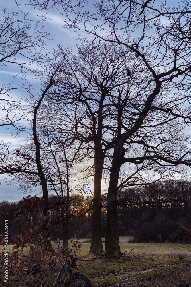 Feldrand Wolken zur Abendsonne mit Bäumen Feldrand Wolken zur Abendsonne mit Bäumen