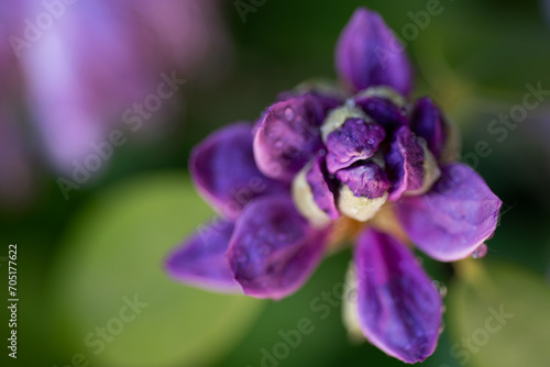 extreme  macro shot of  lilac rhododendron buds with water drops.   art background © anakondasp