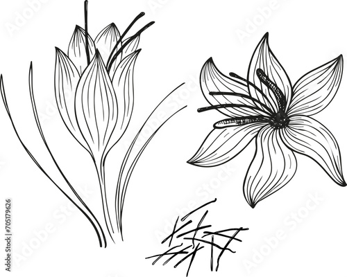 Saffron spice flower plant stigmas sketch hand drawn ink vector illustration. Fragrant oriental spice for cooking baking graphic Сrocus background for label, flyer, print, paper, template, logo, card