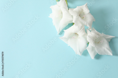 white gladiolus