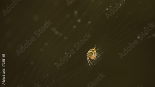 A spider delicately weaves a fine spider web in a close-up macro view, against a neutral dark, abstract background, showcasing intricate artistry.