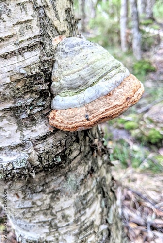 mushroom growing on a tree in the forest at summer. 