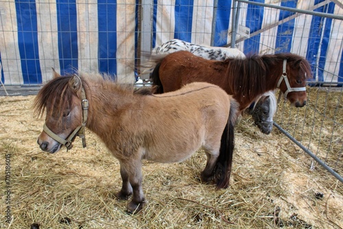 Obraz na plátně Ponies at an agricultural show