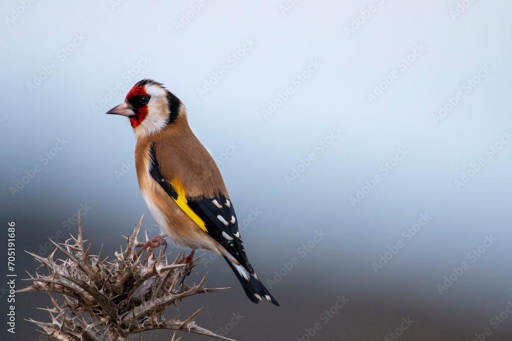 Obraz premium European goldfinch isolated on a thistle. Colorful bird whith red yellow black brown and white colours. Garden birds. Finch family. Carduelis carduelis.