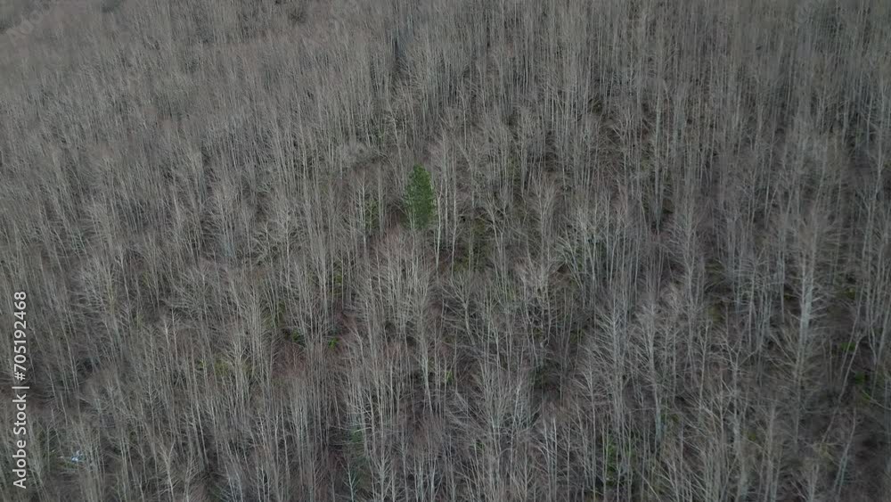 A drone flies over a dense, leafless mountain forest A drone flies over a dense, leafless mountain forest