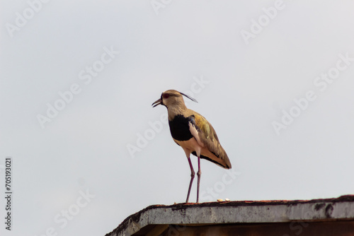 Northern Lapwing (Vanellus vanellus) on the roof