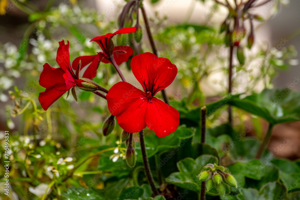 Closeup of red flowers blossoming in the garden, depth of field green in background