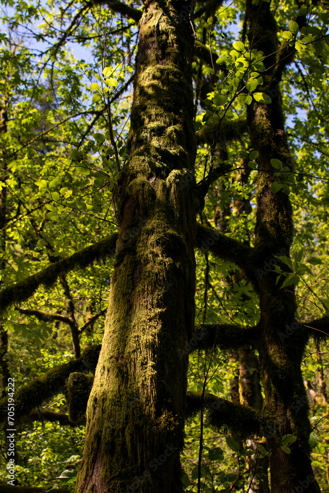 Obraz premium Mossy Tree