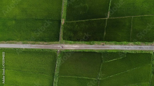 Rice Padi Fields in South East Asia photo