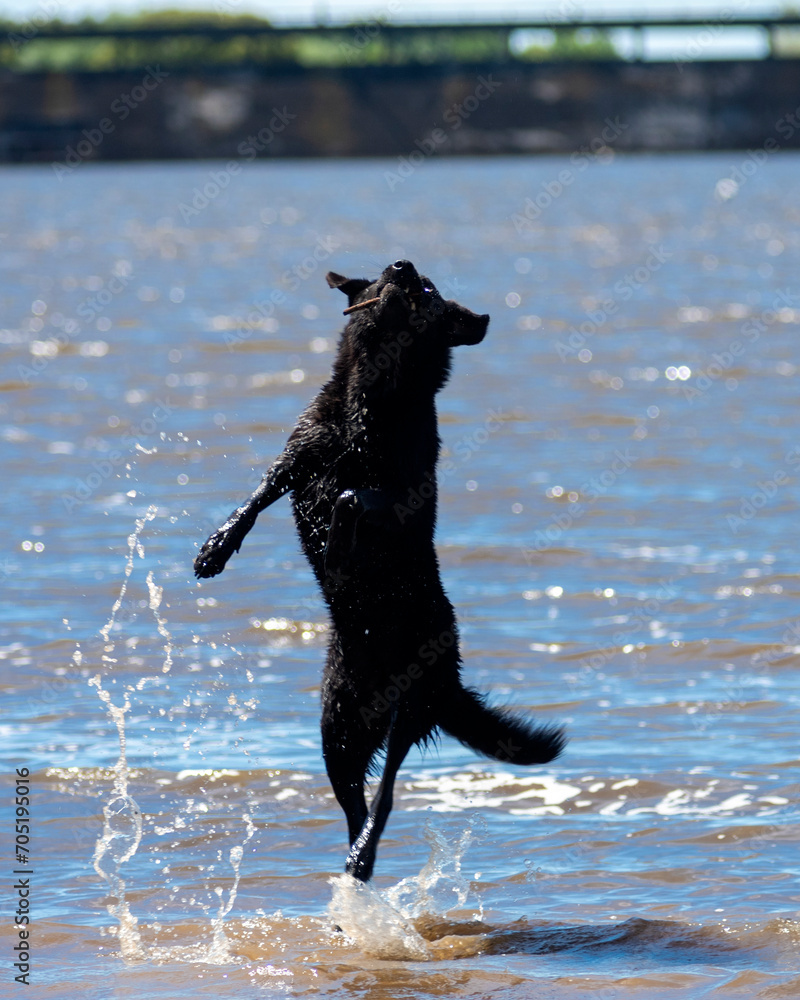 dog playing in the water jumping in the air catching a stick having fun and playing dog playing in the water jumping in the air catching a stick having fun and playing