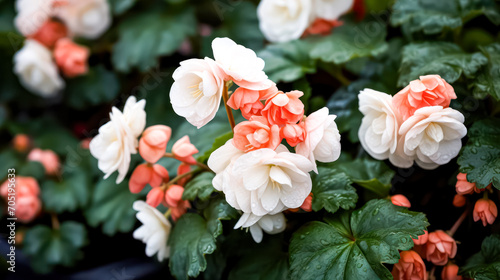 Begonia, a beautiful indoor plant with unique flowers. A captivating stock photo capturing the botanical elegance and decor potential of this stunning plant