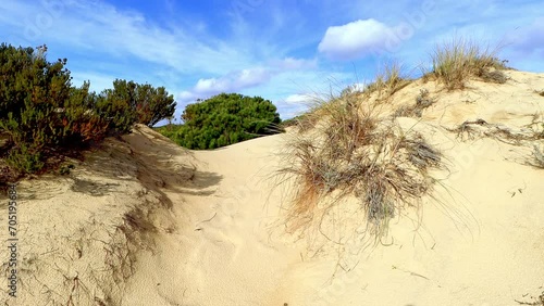 Dunes in the Arenosillo beach, located in Huelva, Spain. Explore the serene beauty of this coastal paradise with its sunlit sandy shores and the rhythmic ebb and flow of the Atlantic Ocean. photo