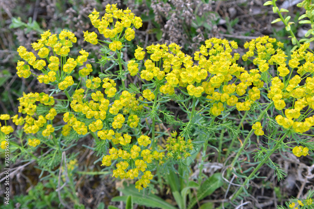 In spring, Euphorbia cyparissias blooms among herbs In spring, Euphorbia cyparissias blooms among herbs