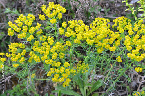In spring  Euphorbia cyparissias blooms among herbs
