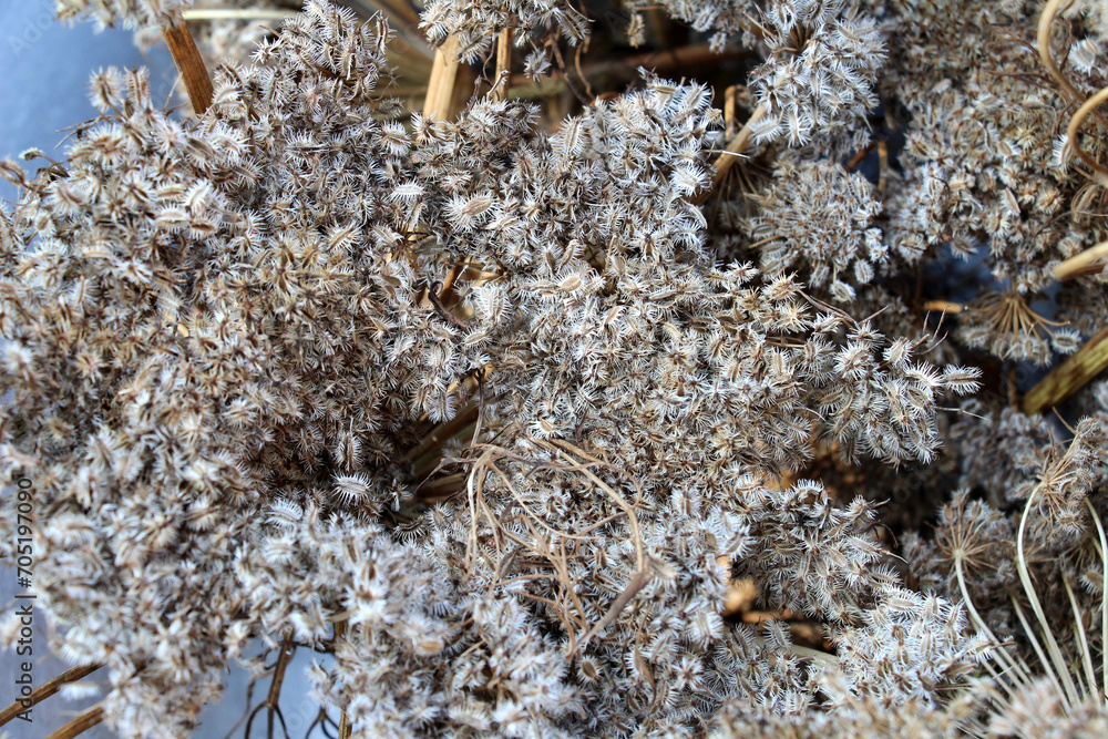 Carrot umbrellas (Daucus carota subsp. sativus) with ripe seeds