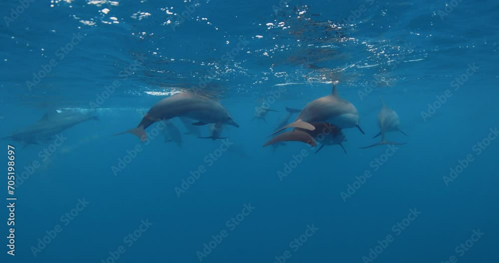 Dolphins pod swims underwater in blue ocean. Dolphins family in wild nature Dolphins pod swims underwater in blue ocean. Dolphins family in wild nature