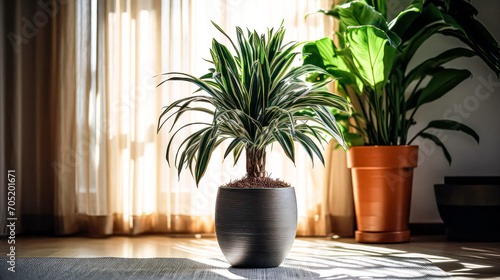 Dracaena  a South African houseplant in an elegant pot of origin. A stock photo capturing the beauty of exotic greenery as an indoor decor element