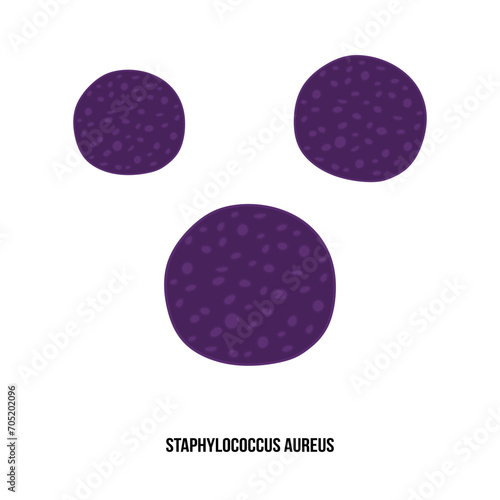 Staphylococcus aureus bacteria. Gram-positive spherically shaped bacterium, often found in the upper respiratory tract and on the skin. Staphylococcus aureus bacterium. Flat vector illustration
