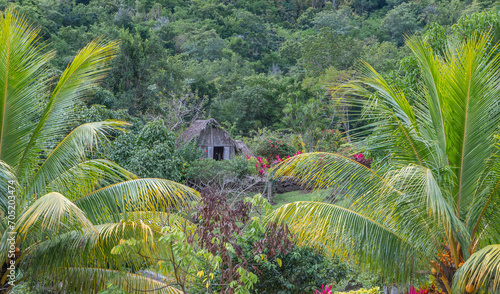 Jardins de la Savane aux esclaves aux 3 îlets, Martinique. Jardins exotique des Antilles Françaises.	