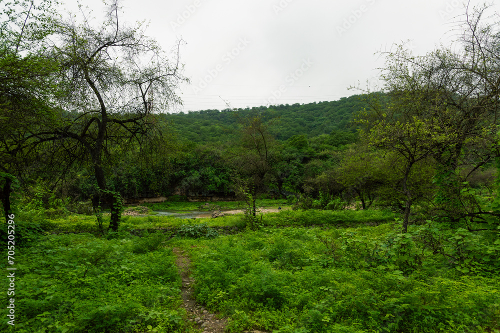 autumn season in Salalah, Oman. which is start from June to mid-September.