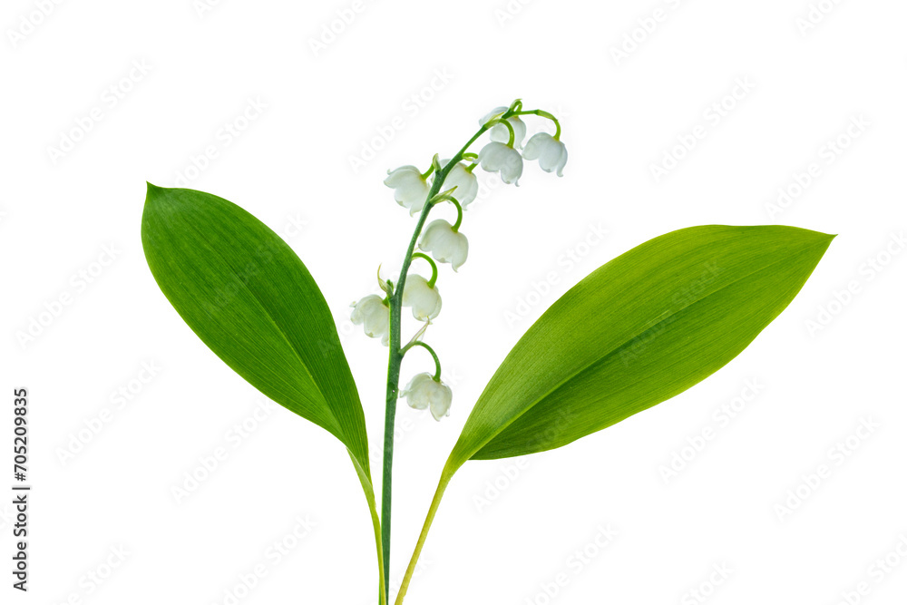 White flowers of lily of the valley. Convallaria majalis, isolated on white background. White flowers of lily of the valley. Convallaria majalis, isolated on white background.
