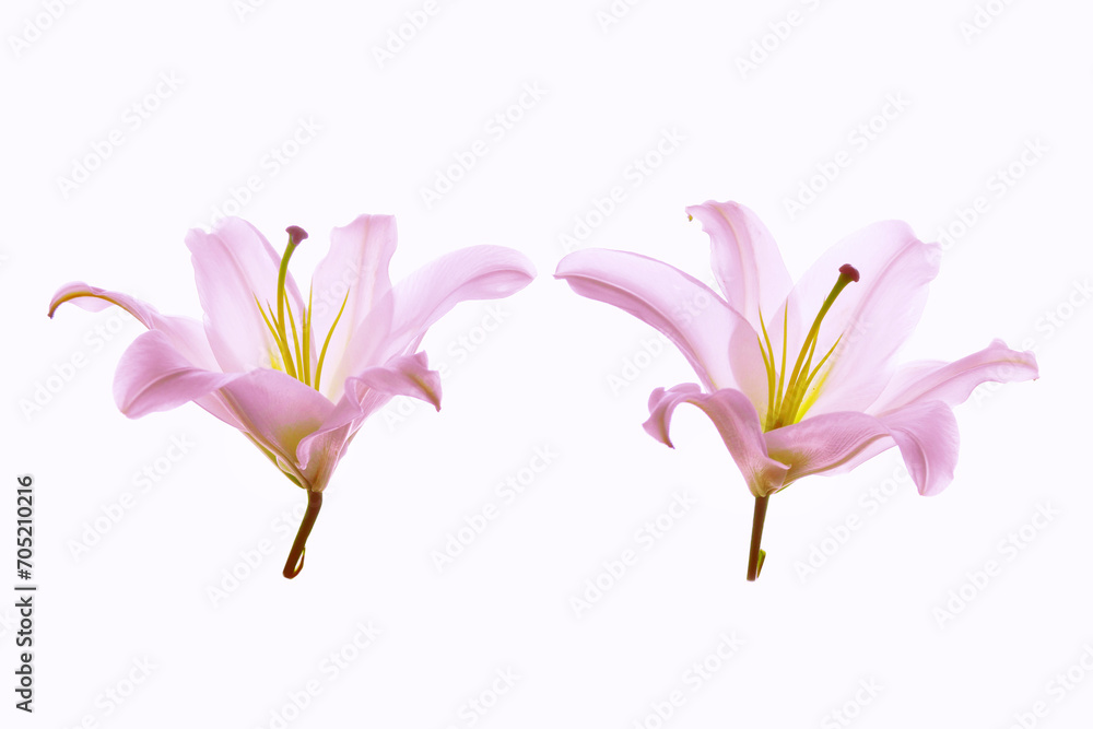 Lily flower isolated white background. Lily flower isolated white background.