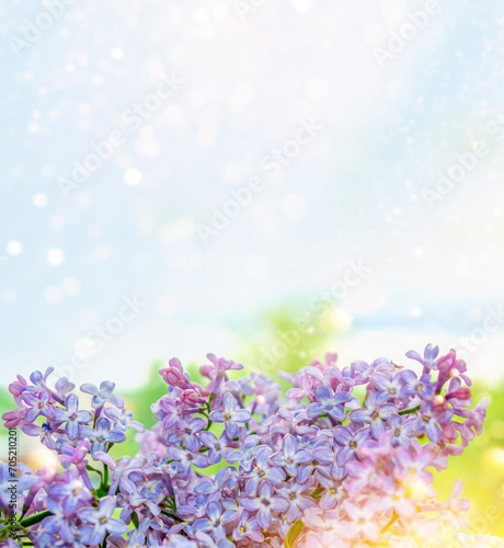 Bright and colorful flowers lilac © alenalihacheva