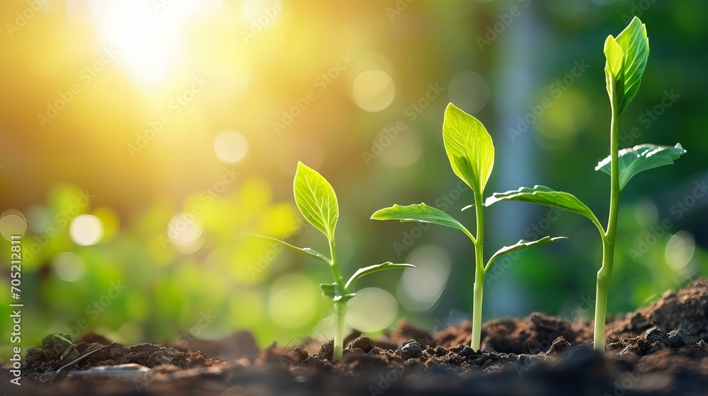 Plants growing from the soil in the forest concept of patient Plants growing from the soil in the forest concept of patient