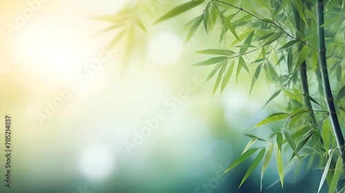 frame of fresh green bamboo leaves isolated on blurred abstract sunny background banner, nature scene with asian spirit and copy space