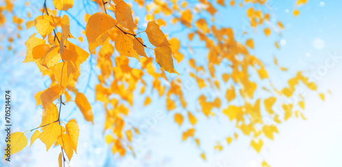 Autumn background with birch tree branches with yellow leaves. Branches of  birch with yellow leaves in autumn park. Hanging yellow birch leaves in the sun.