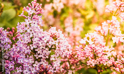 Purple, fragrant lilac. Beautiful spring background. Warm sunlight.