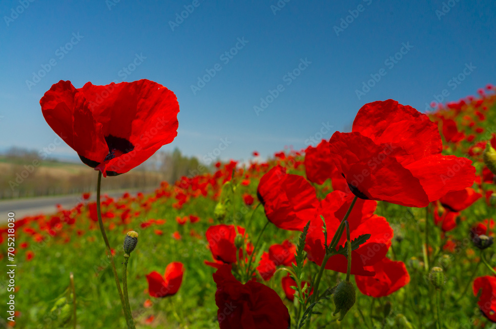Fototapeta premium Field of bright red poppies under a sunny sky, petals delicate, stems swaying, amidst soft green foliage.