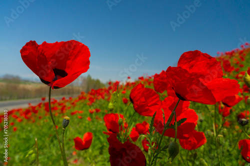 Field of bright red poppies under a sunny sky  petals delicate  stems swaying  amidst soft green foliage.