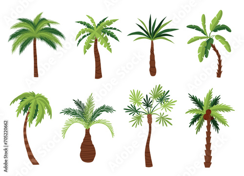 Cartoon palm trees types. Tropical exotic plants  green broad and narrow leaves  different trunks shapes  coconut and banana  vector set.eps