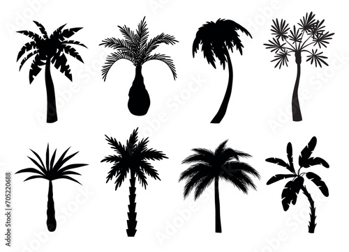 Different palm trees black silhouettes. Beach exotic plants, summer tropical flora, miami and hawaii southern trees, vector illustration.eps